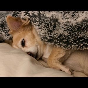 Meet your Posher, Josef